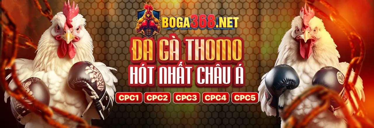 Tin tức đá gà trực tiếp Thomo 24/7 mới nhất