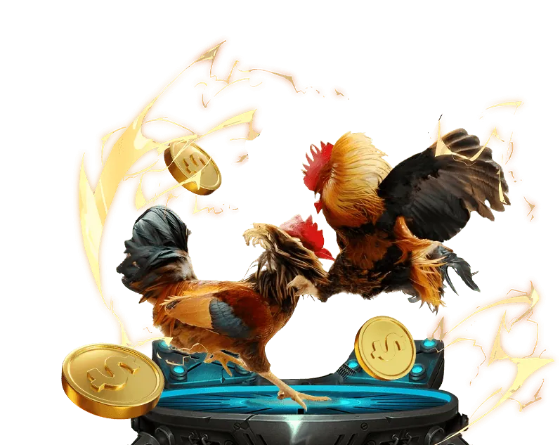 Trận đá gà Thomo trực tiếp đang diễn ra với hình ảnh sắc nét và giao diện đặt cược tiện lợi